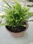 Aşk Merdiveni ( Nephrolepis ) ( 15 cm Saksıda ) 30 - 40 cm Arası 3