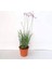 Thebestonline Tulbaghia Violacea Sarımsak Çiçeği Saksıda 1