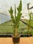 Opuntia Monacantha Variegata Kaktüs 16 cm Saksıda 1