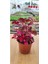 Iresine Herbisti ( Çinegene Şalvarı ) ( 10 cm Saksıda ) ( Dolgun ve Formlu Saksıda ) 1