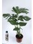 Deve Tabanı Çiçeği Besin Hediyeli Monstera Deliciosa 1