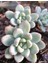 Sedum Clavatum Succulent - 5,5 cm Saksıda - Sarkan Rozet Damkoruğu Sukulent 1