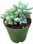 Sedum Clavatum Succulent - 5,5 cm Saksıda - Sarkan Rozet Damkoruğu Sukulent 2