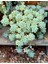 Sedum Clavatum Succulent - 5,5 cm Saksıda - Sarkan Rozet Damkoruğu Sukulent 3