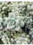 Sedum Clavatum Succulent - 5,5 cm Saksıda - Sarkan Rozet Damkoruğu Sukulent 4