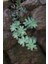 Sedum Palmeri Succulent - 5,5 cm Saksıda - Avuç İçi Avcısı Palmer Damkoruğu Sukulent 1