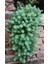 Sedum Palmeri Succulent - 5,5 cm Saksıda - Avuç İçi Avcısı Palmer Damkoruğu Sukulent 3