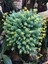 Sedum Palmeri Succulent - 5,5 cm Saksıda - Avuç İçi Avcısı Palmer Damkoruğu Sukulent 4