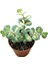 Sedum Sieboldii Succulent - 5,5 cm Saksıda - Japon İpeği Damkoruğu Sukulent 3