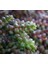 Sedum Stahlii Succulent - 5,5 cm Saksıda - Üzüm Tanesi Damkoruğu Sukulent 1