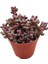 Sedum Stahlii Succulent - 5,5 cm Saksıda - Üzüm Tanesi Damkoruğu Sukulent 2