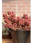 Sedum Stahlii Succulent - 5,5 cm Saksıda - Üzüm Tanesi Damkoruğu Sukulent 5