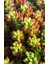 Sedum Rubrotinctum Succulent - 5,5 cm Saksıda - Güneş Kraliçesi Damkoruğu Sukulent 2