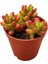 Sedum Rubrotinctum Succulent - 5,5 cm Saksıda - Güneş Kraliçesi Damkoruğu Sukulent 1