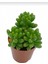 Sedum Rubrotinctum Succulent - 5,5 cm Saksıda - Güneş Kraliçesi Damkoruğu Sukulent 3