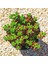 Sedum Rubrotinctum Succulent - 5,5 cm Saksıda - Güneş Kraliçesi Damkoruğu Sukulent 4