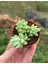 Sedum Morganianum Succulent - 5,5 cm Saksıda - Eşek Kuyruğu Damkoruğu Sukulent 3