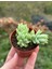 Sedum Morganianum Succulent - 5,5 cm Saksıda - Eşek Kuyruğu Damkoruğu Sukulent 4