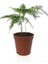 Kuşkonmaz Bitkisi Asparagus Ev Bitkisi Iç Mekan Bitkisi Tülü Bitkisi 5,5 cm Saksıda 2