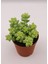 Sedum Burrito Succulent - 5,5 cm Saksıda - Eşek Kuyruğu Damkoruğu Sukulent 2