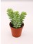 Sedum Burrito Succulent - 5,5 cm Saksıda - Eşek Kuyruğu Damkoruğu Sukulent 3