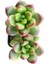 Sedum Lucidum Obesum Succulent - 5,5 cm Saksıda - Parlak Yağ Damkoruğu Sukulent 1