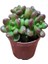 Sedum Lucidum Obesum Succulent - 5,5 cm Saksıda - Parlak Yağ Damkoruğu Sukulent 2