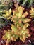 Sedum Golden Adolphii Succulent - 5,5 cm Saksıda - Kulak Otu Altın Sedum Damkoruğu Sukulent 2