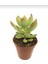 Sedum Golden Adolphii Succulent - 5,5 cm Saksıda - Kulak Otu Altın Sedum Damkoruğu Sukulent 3