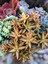 Sedum Firestorm Adolphii Succulent - 5,5 cm Saksıda - Ateş Fırtınası Damkoruğu Sukulent 1