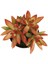 Sedum Firestorm Adolphii Succulent - 5,5 cm Saksıda - Ateş Fırtınası Damkoruğu Sukulent 2