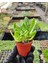 Sedum Praealtum Succulent - 5,5 cm Saksıda - Horoz İbiği Damkoruğu Sukulent 2