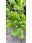 Sedum Praealtum Succulent - 5,5 cm Saksıda - Horoz İbiği Damkoruğu Sukulent 4