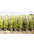 Limoni Servi 5 Adet - Büyük Boy - Sarı Çit Bitkisi 100-150 Cm 2