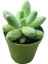 Sedum Pachyphytum Compactum Succulent - 5,5 cm Saksıda - Mücevher Damkoruğu Sukulent 2