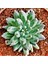 Sedum Pachyphytum Compactum Succulent - 5,5 cm Saksıda - Mücevher Damkoruğu Sukulent 5