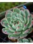 Renkli Pudralı Eçeverya Sukulent - 5,5 cm Saksıda - Echeveria (Eçeverya) Colorata Succulent 1