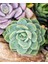 Renkli Pudralı Eçeverya Sukulent - 5,5 cm Saksıda - Echeveria (Eçeverya) Colorata Succulent 2