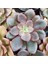 Boyalı Fırfırlar Eçeverya Sukulent - 5,5 cm Saksıda - Echeveria Painted Frills Succulent 1