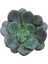 Boyalı Fırfırlar Eçeverya Sukulent - 5,5 cm Saksıda - Echeveria Painted Frills Succulent 2