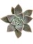 Güneş Kraliçe Eçeverya Sukulent - 5,5 cm Saksıda - Echeveria Silver Queen Succulent 1