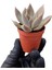 Güneş Kraliçe Eçeverya Sukulent - 5,5 cm Saksıda - Echeveria Silver Queen Succulent 3