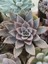 Güneş Kraliçe Eçeverya Sukulent - 5,5 cm Saksıda - Echeveria Silver Queen Succulent 4