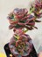 Pekmez Eçeverya Sukulent - 5,5 cm Saksıda - Echeveria Melaco Succulent 1