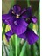 Koyu Mavi Süsen Iris Zambak Çiçeği 10-20 cm 1