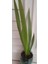 Koyu Mavi Süsen Iris Zambak Çiçeği 10-20 cm 2