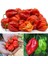 Kırmızı Jamaika Acı Biber Tohumu Red Scotch Bonnet Jamaican 3