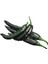 Pasilla Banjio Acı Biber Tohumu Pasilla Bajio Hot Pepper Capsicum Annuum 4