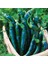 Pasilla Banjio Acı Biber Tohumu Pasilla Bajio Hot Pepper Capsicum Annuum 6