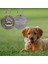 Yuvarlak Stil Köpek Kedi Için Özelleştirilebilir Oymalı Pet Kimlik Etiği Bronz Isimlik Etiketler Kişiselleştirilmiş Kaybolmaz Adres Numarası Köpek Tasmaları Kimlik Kolye Takı (Yurt Dışından) 2